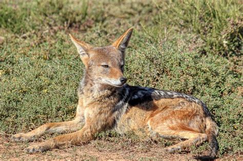 Fakta Black Backed Jackal Si Pemakan Oportunistik Yang Se