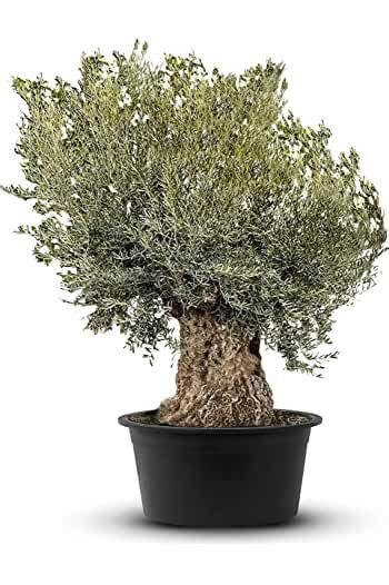 Olijfboom Olea Europea Stamomvang 80 100 Cm Artofit