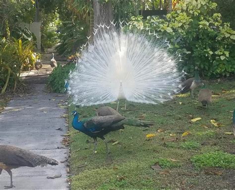 Psbattle This Albino Peacock R Photoshopbattles