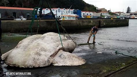 Criatura de quase 3 toneladas é o maior peixe ósseo já descoberto