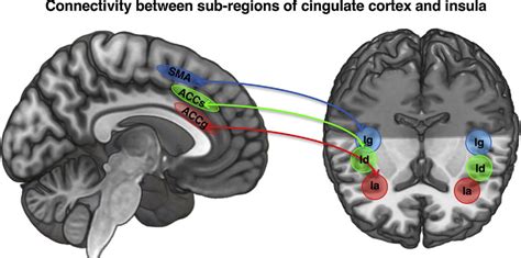 Connectivity Between Cytoarchiectonic Sub Regions Of The Cingulate