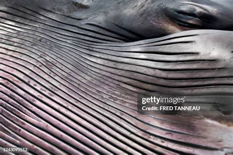 249 Whale Skin Stock Photos, High-Res Pictures, and Images - Getty Images