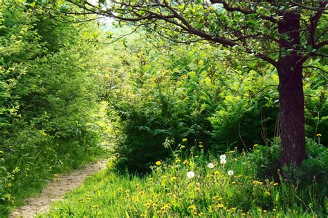 Kostenlose Foto Baum Natur Wald Pfad Wiese Landschaft