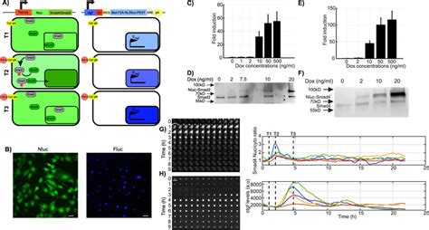 Dual Bioluminescence Reporter System A Schematic Illustration Of The Download Scientific