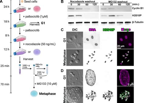 Figure S1. Synchronization scheme. (A) Schematic of RPE-1 G1 and ...