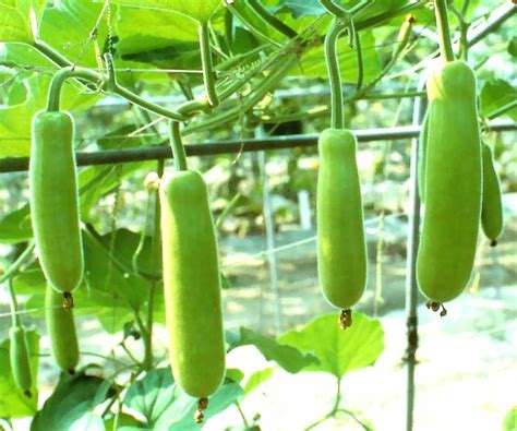 Bottle Gourd Seeds Long Plant Craft