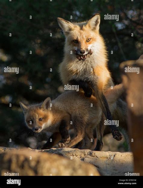 Red fox female with pups playing in the morning Stock Photo - Alamy