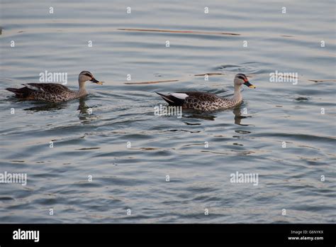 Indian Spot Billed Duck Anas Poecilorhyncha Anatidae Jaipur India