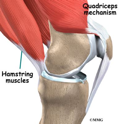 Quadriceps Tendonitis | Osteopathy and Physiotherapy in Northampton