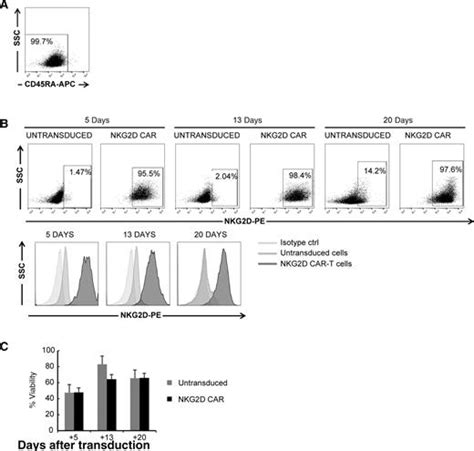 Memory T Cells Expressing An Nkg2d Car Efficiently Target Osteosarcoma