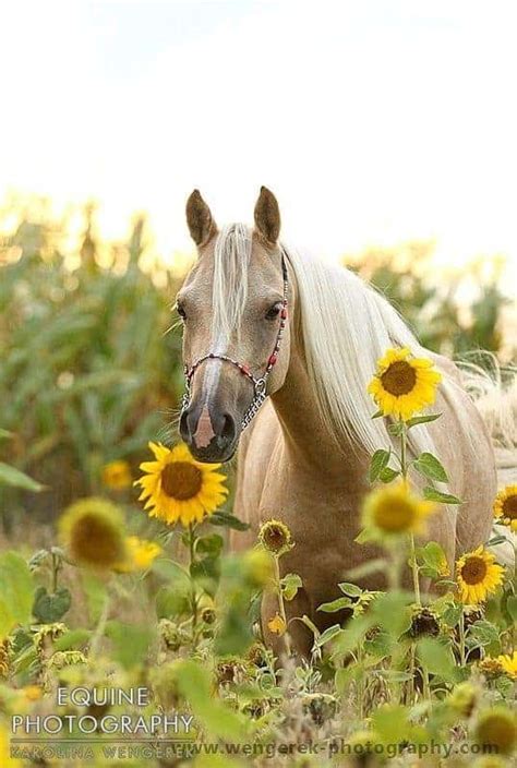 Nine Favorite Things Beaux Chevaux Photos De Chevaux Image Cheval