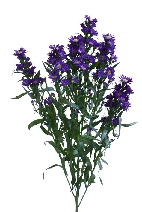 Aster Carnival Purple Wholesale To The Trade Only All Shipments Free Fedex Farm Direct 3 Days