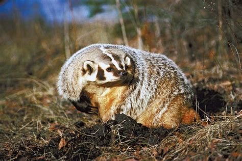 American badger | mammal | Britannica