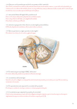 Bases Biologicas neuroanatomia Materia Bases Biológicas del