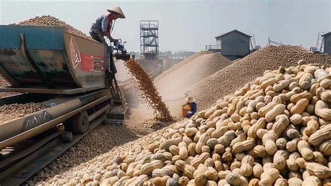 Cosechando MILLONES De Toneladas De Cacahuates Para Hacer Una Deliciosa