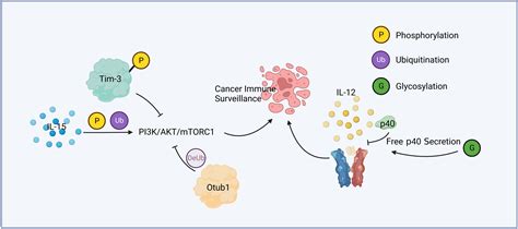 Frontiers Post Translational Modifications And Immune Responses In