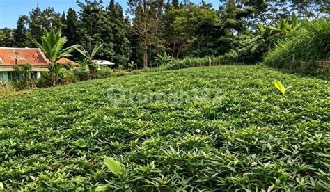 jual beli tanah  pamulihan sumedang harga tanah  meter  hal