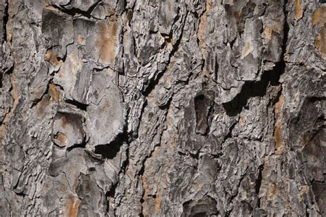 Banco De Imagens árvore Natureza Ramo Plantar Madeira Textura