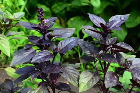 The Purple Basil Plant Or Ocimum Basilicum In The Vegetable Garden