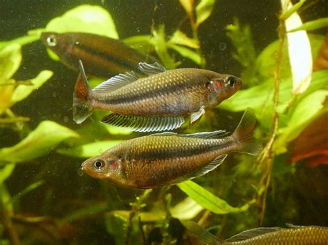 Melanotaenia Jakora Moonlightaquatics