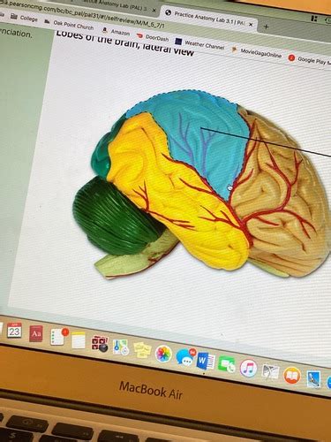 Lobes Of The Brain Later View CNS Flashcards Quizlet