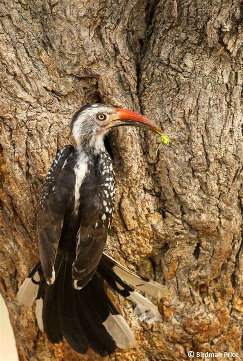 Hornbill nest - Simons Birding Blog