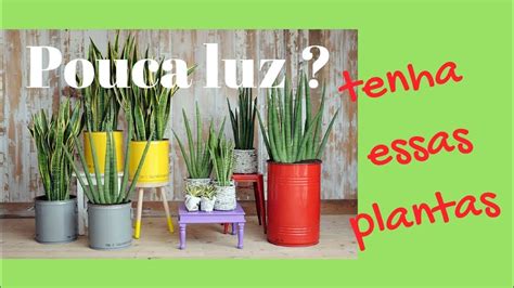 Plantas Internas Pouca Luz