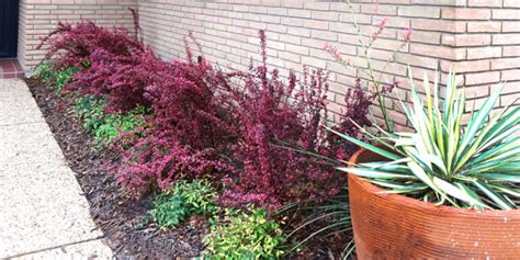 Orange Rocket Barberry By Steve Huddleston Neil Sperry S Gardens