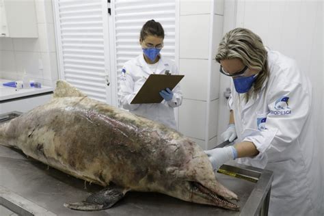 Banhistas Encontram Boto Cinza Morto Na Orla De Praia Grande Sp