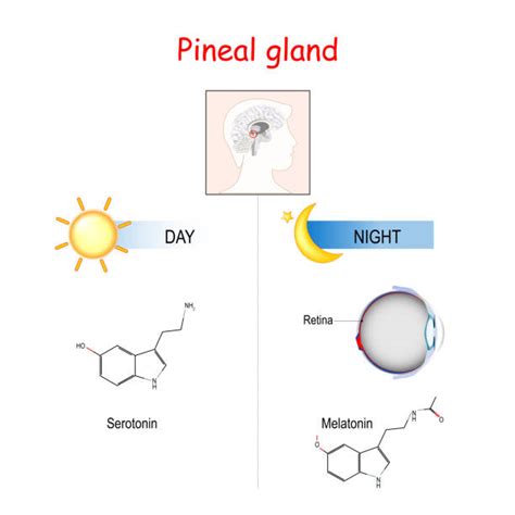 Pineal Gland Stock Photos, Pictures & Royalty-Free Images - iStock