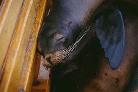 Gros Plan D un Lion De Mer Portant Sur Un Banc Avec Les Yeux Fermés