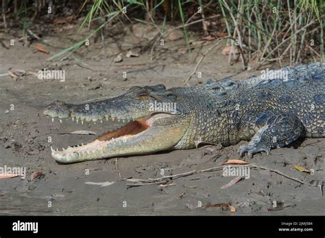 Saltwater Crocodile Crocodylus Porosus Lying In The Mud With Its