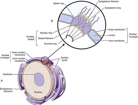 Cell Structure And Function Basicmedical Key