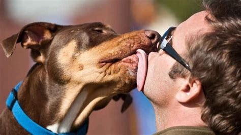 Pueden Los Humanos Contraer Sepsis De Los Perros