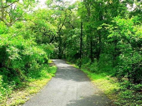 Birdwatching In Karnala Bird Sanctuary, India • Travel Tips