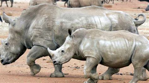 Sa ‘still In The Dark Over Rhino Horn Trade