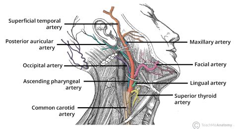 arteries   head neck teachmeanatomy