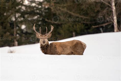 Deer portrait on the snow background 12191544 Stock Photo at Vecteezy