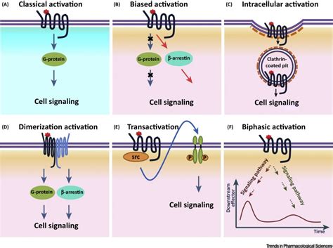 New Insights Into Modes Of Gpcr Activation Trends In Pharmacological