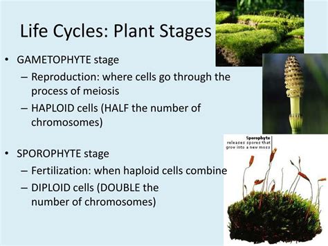 Ppt Plant Reproduction Seedless Plants Powerpoint Presentation Free