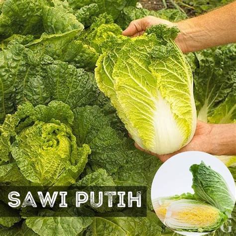 Jual 50 Benih Bibit Sayur Sawi Putih Chinese Cabbage F1 Di Lapak