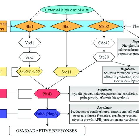 Illustration Of The Hog Mapk Signaling Pathway In A Flavus Pbsb Download Scientific Diagram