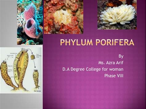 Ppt Phylum Porifera Powerpoint Presentation Free Download Id2252405