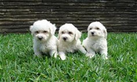 137 Bichon Frise Names at DogNamed.com