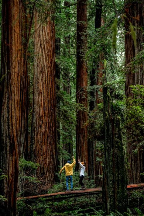 15 Stunning Things To Do In Redwood National Park 2023