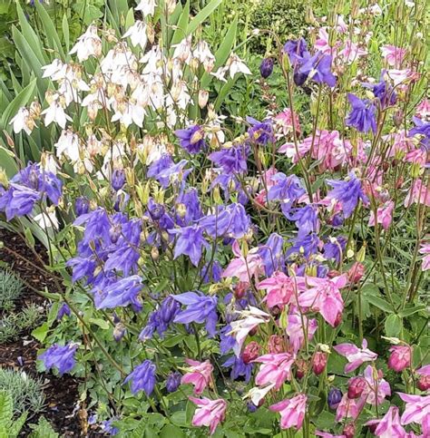 Aquilegia vulgaris mixed colours 200 seeds – Trigg Plants