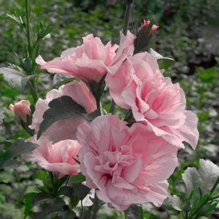 Blue Chiffon Rose Of Sharon My Proven Winners Colorchoices