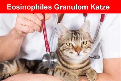 Eosinophiler Granulomkomplex Bei Der Katze