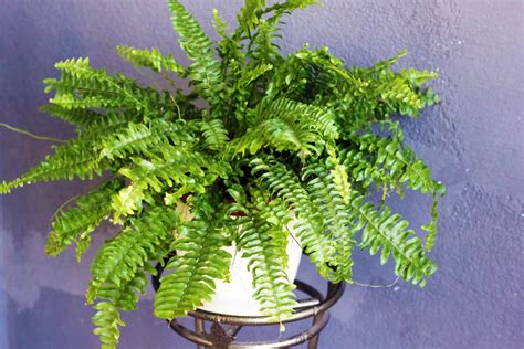 Boston Fern Houseplant Top Tips For Best Care