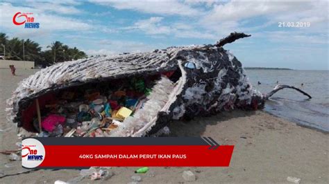 40kg Sampah Dalam Perut Ikan Paus YouTube